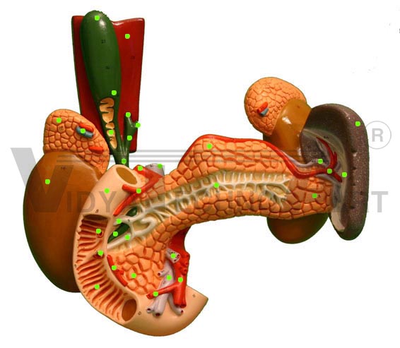 Pancreas/Intestine: Ant. View